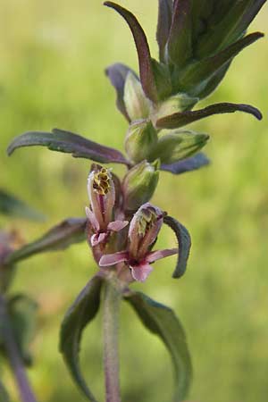 Odontites vulgaris \ Spter Zahntrost, Gewhnlicher Zahntrost / Red Bartsia, D Pfalz, Speyer 15.7.2013