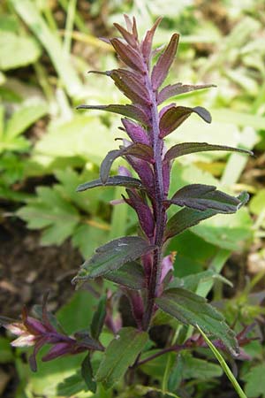 Odontites vernus \ Frhlings-Zahntrost / Red Bartsia, D Friedewald 31.5.2014