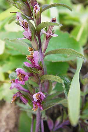 Odontites vernus \ Frhlings-Zahntrost / Red Bartsia, D Friedewald 31.5.2014