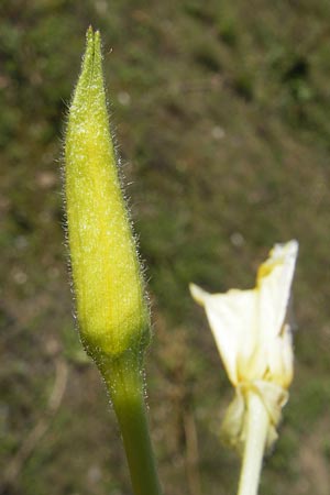 Oenothera wienii \ Danziger Nachtkerze / Danzig Evening Primrose, D Mannheim 10.9.2011