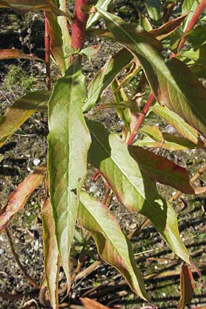 Oenothera wienii \ Danziger Nachtkerze / Danzig Evening Primrose, D Mannheim 10.9.2011