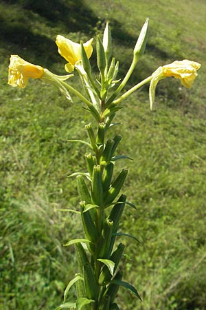 Oenothera wienii \ Danziger Nachtkerze / Danzig Evening Primrose, D Mannheim 10.9.2011