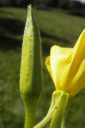 Oenothera wienii \ Danziger Nachtkerze / Danzig Evening Primrose, D Mannheim 10.9.2011