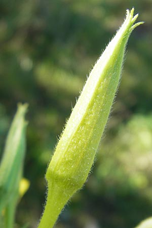 Oenothera wienii \ Danziger Nachtkerze / Danzig Evening Primrose, D Mannheim 10.9.2011