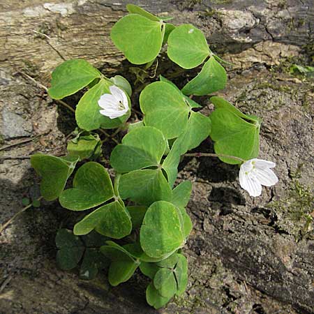 Oxalis acetosella \ Wald-Sauerklee, D Neustadt an der Weinstraße 23.4.2006