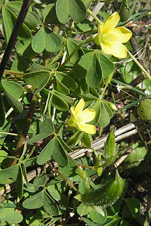 Oxalis stricta \ Aufrechter Sauerklee / Upright Oxalis, D Waghäusel 9.9.2006