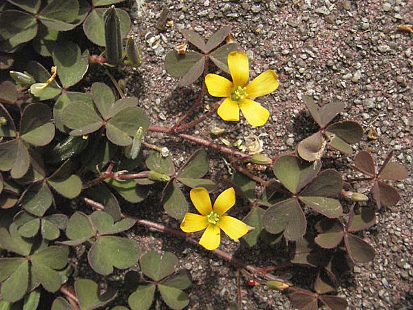 Oxalis corniculata var. corniculata \ Hornfrchtiger Sauerklee / Procumbent Yellow Sorrel, D Weinheim an der Bergstraße 24.4.2007