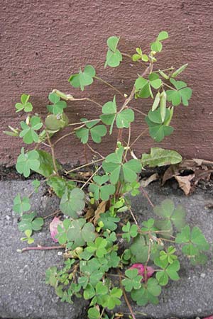 Oxalis dillenii \ Dillenius' Sauerklee / Dillenius' Sorrel, D Weinheim an der Bergstraße 12.6.2009