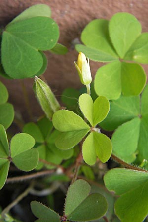 Oxalis dillenii \ Dillenius' Sauerklee / Dillenius' Sorrel, D Weinheim an der Bergstraße 25.6.2009