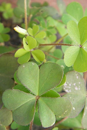 Oxalis dillenii \ Dillenius' Sauerklee / Dillenius' Sorrel, D Weinheim an der Bergstraße 25.6.2009