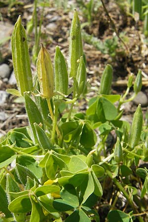 Oxalis stricta \ Aufrechter Sauerklee / Upright Oxalis, D Kehl 9.7.2011