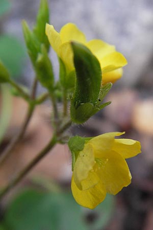 Oxalis stricta / Upright Oxalis, D Weinheim an der Bergstraße 18.10.2012