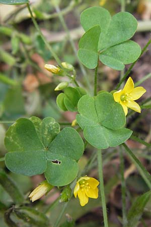 Oxalis stricta \ Aufrechter Sauerklee / Upright Oxalis, D Weinheim an der Bergstraße 18.10.2012