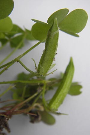 Oxalis dillenii / Dillenius' Sorrel, D Mannheim 15.9.2013