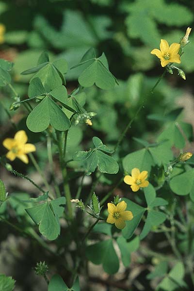 Oxalis stricta \ Aufrechter Sauerklee, D Weinheim an der Bergstraße 28.8.2005