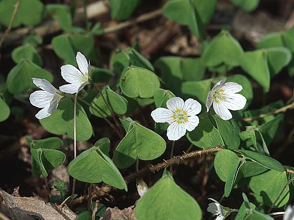 Oxalis acetosella \ Wald-Sauerklee, D Donnersberg 30.4.2006