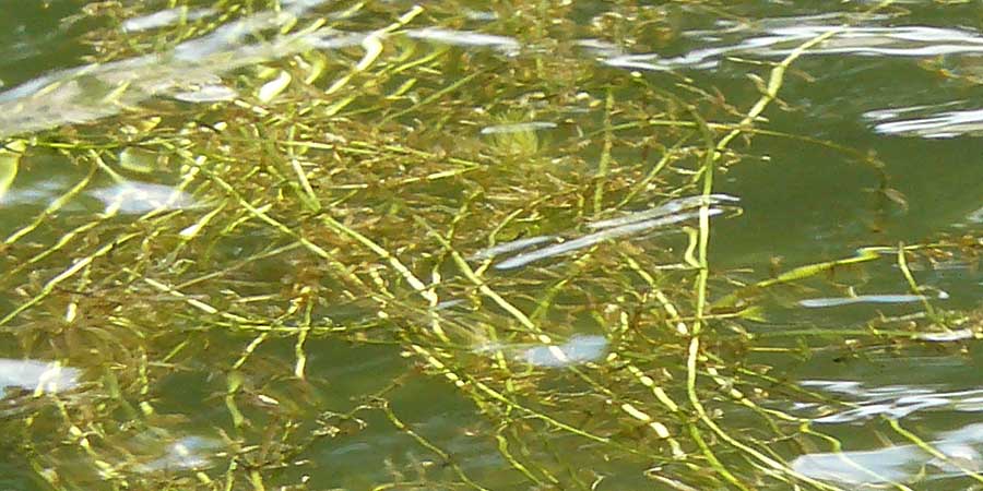 Potamogeton x angustifolius / Illinois Pontweed, D Karlsruhe 29.8.2009