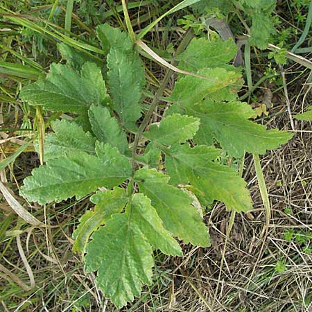 Pastinaca sativa \ Pastinak, D Waghäusel 8.7.2006