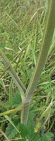 Pastinaca sativa / Parsnip, D Waghäusel 8.7.2006