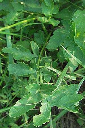 Pastinaca sativa / Parsnip, D Ladenburg 14.7.2006