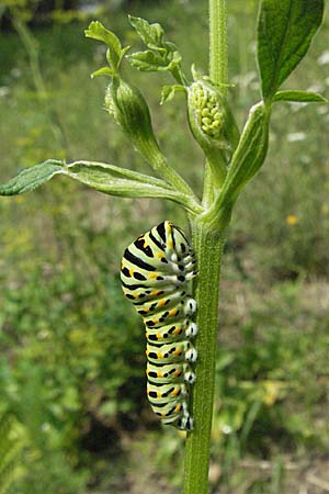 Pastinaca sativa \ Pastinak, D Bruchsal 5.8.2006