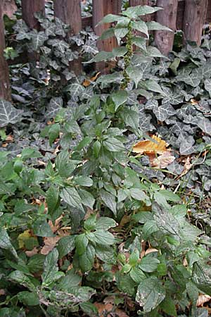 Parietaria officinalis \ Aufrechtes Glaskraut / Common Pellitory-of-the-Wall, D Quedlinburg 3.11.2006