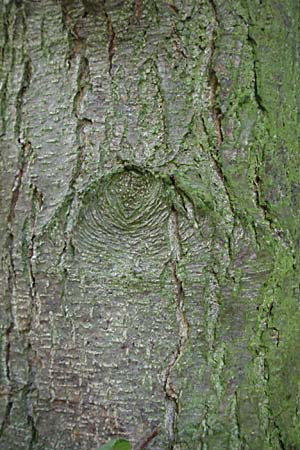 Alnus glutinosa \ Schwarz-Erle / Alder, D Hemsbach 16.8.2007