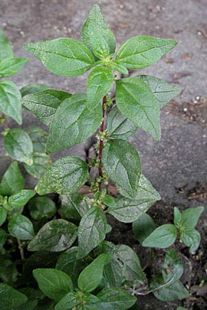 Parietaria judaica \ stiges Glaskraut, Mauer-Glaskraut / Pellitory-of-the-Wall, D Mannheim 19.8.2007