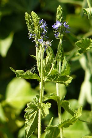 Veronica austriaca \ sterreicher Ehrenpreis, D Weltenburg 13.6.2014