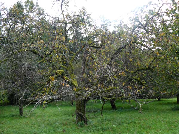 Prunus avium subsp. juliana \ Herz-Kirsche, S-Kirsche, D Bensheim 12.10.2014