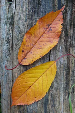 Prunus avium subsp. juliana \ Herz-Kirsche, S-Kirsche, D Bensheim 12.10.2014