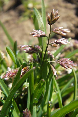 Poa annua \ Einjhriges Rispengras / Annual Blue Grass, D Seeheim an der Bergstraße 2.4.2011