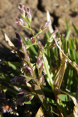 Poa annua \ Einjhriges Rispengras / Annual Blue Grass, D Seeheim an der Bergstraße 2.4.2011