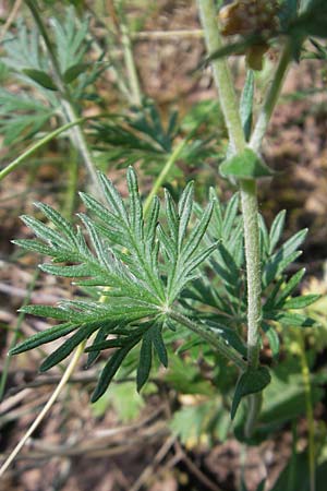 Potentilla argentea agg. \ Silber-Fingerkraut / Hoary Cinquefoil, D Queichhambach 4.5.2011