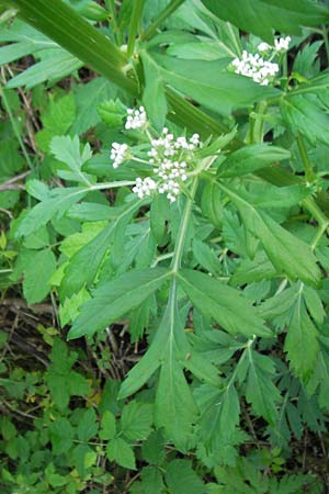 Pleurospermum austriacum \ sterreichischer Rippensame / Austrian Pleurospermum, D Ettal 21.6.2011