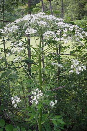 Pleurospermum austriacum \ sterreichischer Rippensame / Austrian Pleurospermum, D Ettal 21.6.2011