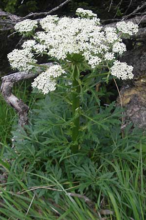 Pleurospermum austriacum / Austrian Pleurospermum, D Immenstadt 21.6.2011