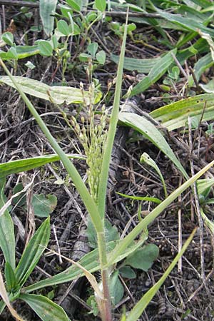 Panicum hillmanii \ Hillmans Rispen-Hirse, D Mannheim 29.9.2011