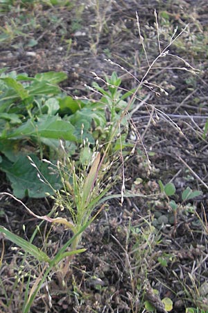 Panicum hillmanii \ Hillmans Rispen-Hirse, D Mannheim 29.9.2011