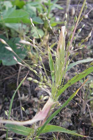 Panicum hillmanii \ Hillmans Rispen-Hirse / Hillman's Millet, D Mannheim 29.9.2011