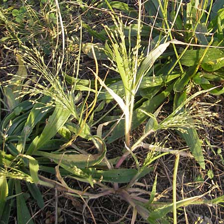 Panicum hillmanii \ Hillmans Rispen-Hirse / Hillman's Millet, D Mannheim 29.9.2011