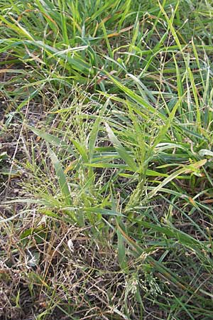 Panicum hillmanii \ Hillmans Rispen-Hirse, D Mannheim 29.9.2011