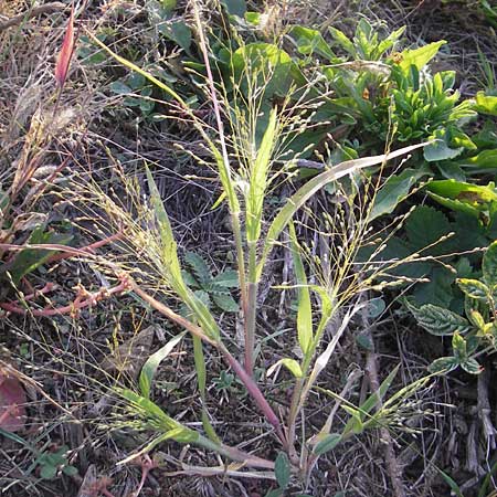 Panicum hillmanii \ Hillmans Rispen-Hirse / Hillman's Millet, D Mannheim 29.9.2011