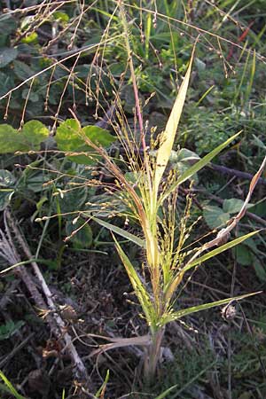 Panicum hillmanii \ Hillmans Rispen-Hirse, D Mannheim 29.9.2011