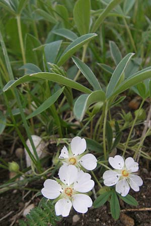 Potentilla alba / White Cinquefoil, D Eching 5.5.2012