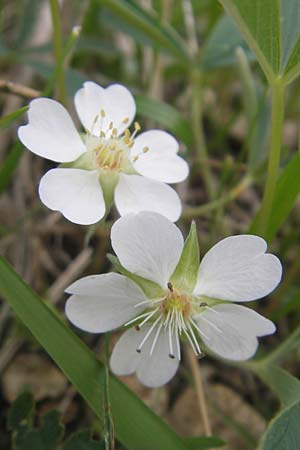 Potentilla alba / White Cinquefoil, D Eching 5.5.2012