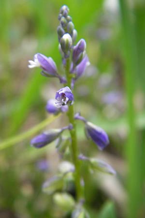 Polygala amarella \ Sumpf-Kreuzblume, Sumpf-Kreuzblmchen / Dwarf Milkwort, D Mosbach 12.5.2012