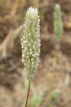 Phleum arenarium \ Sand-Lieschgras / Sand Cat's-Tail, D Mainz 31.5.2012