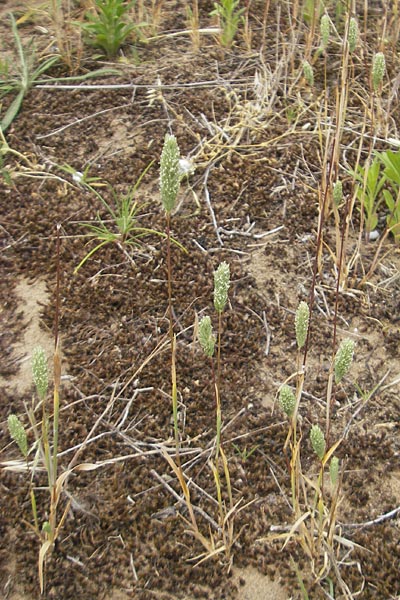 Phleum arenarium \ Sand-Lieschgras / Sand Cat's-Tail, D Mainz 31.5.2012