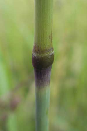 Calamagrostis epigejos / Wood Small Reed, D Hassloch 21.6.2012